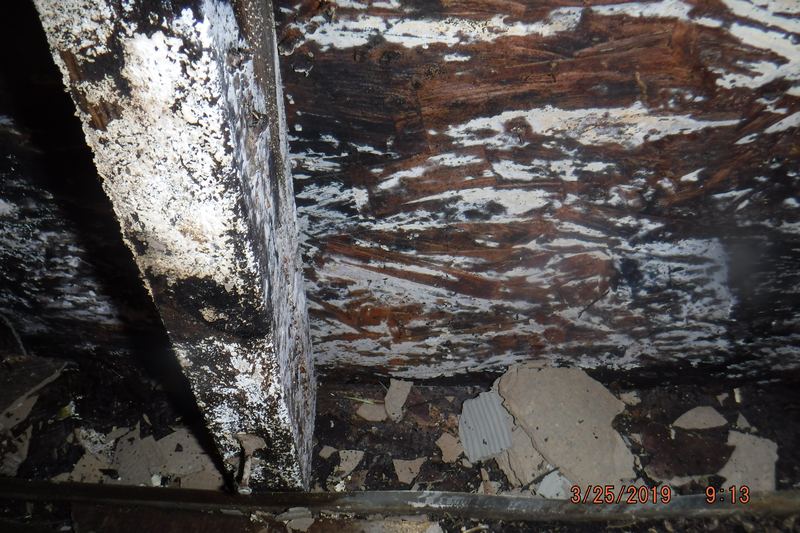 Timber and finishes showing dry rot after water damage